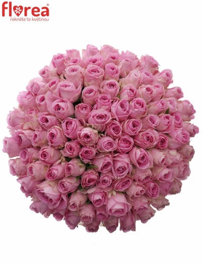 Kytice 100 růžových růží HEIDI! 40cm