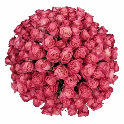 Kytice 100 růžových růží JOSIE 45 cm
