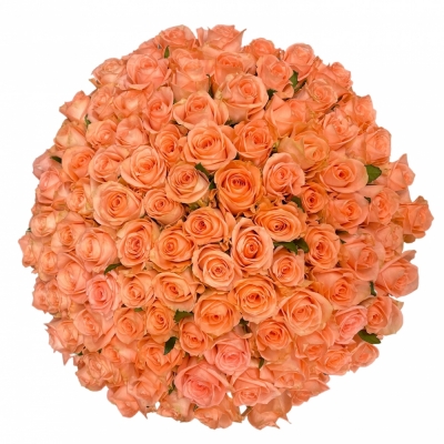 Kytice 100 růžových růží KISS 2U 50 cm