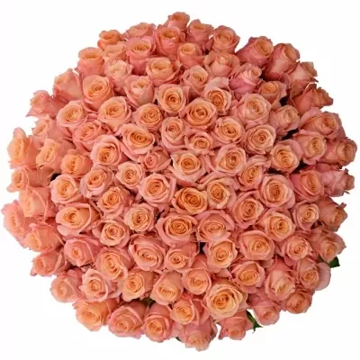 Kytice 100 růžových růží LADY MARGARET 50cm