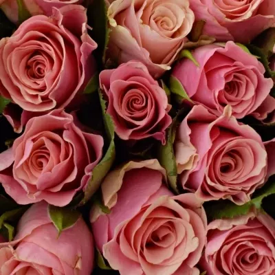 Kytice 100 růžových růží LIGHT PINK TACAZZI+ 40cm
