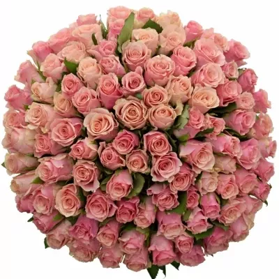 Kytice 100 růžových růží LIGHT PINK TACAZZI+ 60cm