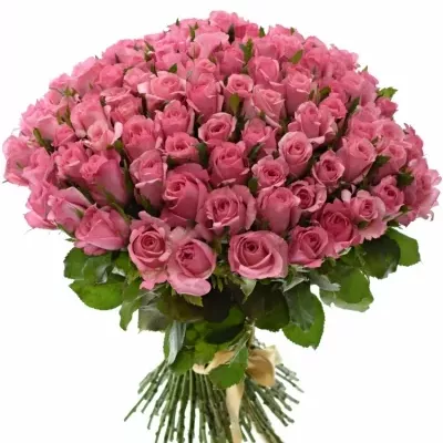 Kytice 100 růžových růží LOVELY JUBILEE 40cm
