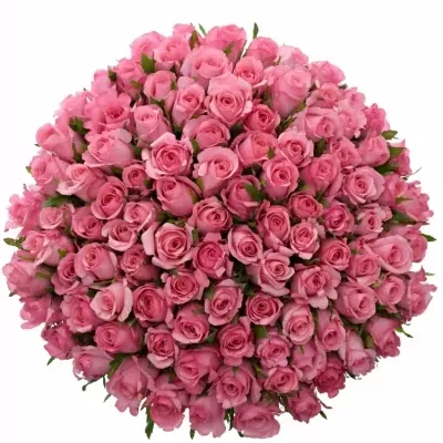 Kytice 100 růžových růží LOVELY JUBILEE 90 cm