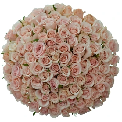 Kytice 100 růžových růží MAISIE 35cm