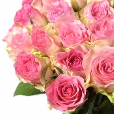 Kytice 100 růžových růží MALIBU 70cm