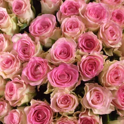 Kytice 100 růžových růží MALIBU 70cm