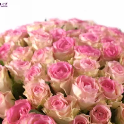 Kytice 100 růžových růží MALIBU 70cm