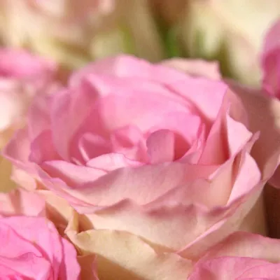 Kytice 100 růžových růží MALIBU 70cm