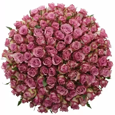 Kytice 100 růžových růží MELINA 40cm 
