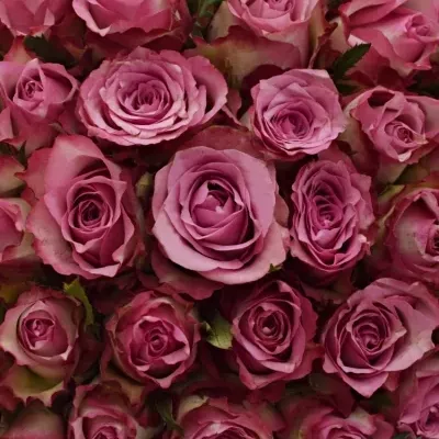 Kytice 100 růžových růží MELINA 50cm 