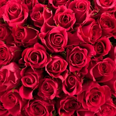 Kytice 100 růžových růží MEMORY 50cm