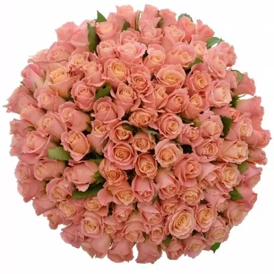 Kytica 100 ružových ruží MISS PIGGY 50cm