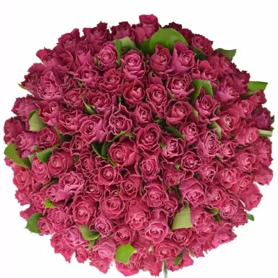 Jednodruhová kytice 100 růžových růží MOVIE STAR 70 cm