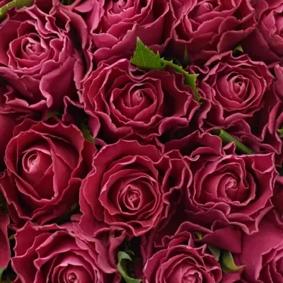 Kytice 100 růžových růží MOVIE STAR 50cm