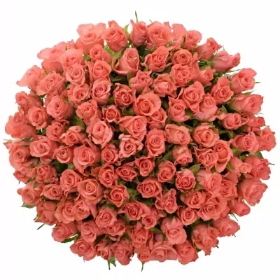 Kytice 100 růžových růží NANCY 50 cm