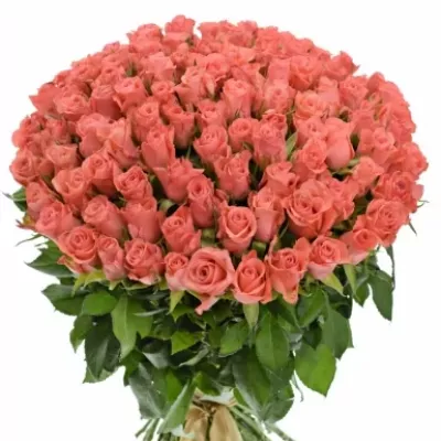 Kytice 100 růžových růží NANCY 50cm
