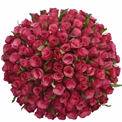 Kytice 100 růžových růží NATURES WILD 40cm