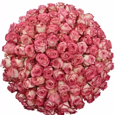Kytice 100 růžových růží NAVARRA 60cm