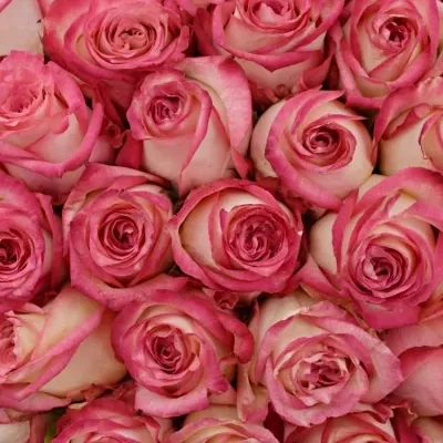 Kytice 100 růžových růží NAVARRA 60cm
