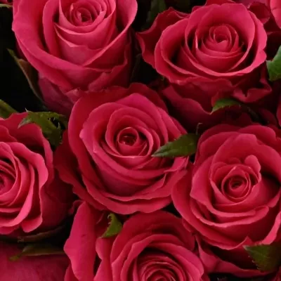 Kytice 100 růžových růží ORCHESTRA 