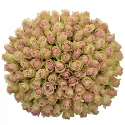 Kytice 100 růžových růží PINK ATHENA 40cm