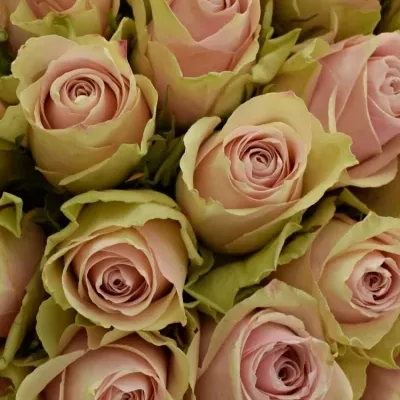 Kytice 100 růžových růží PINK ATHENA 40cm