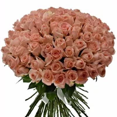 Kytice 100 růžových růží PINK PANASH 40cm