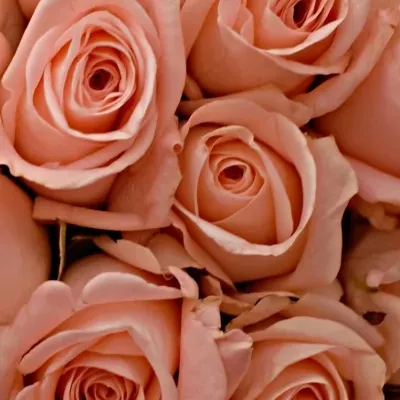Kytice 100 růžových růží PINK PANASH 40cm
