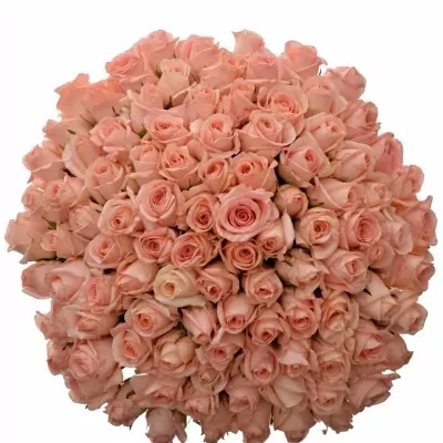 Kytice 100 růžových růží PINK PANASH 50 cm