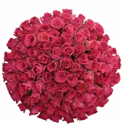 Kytice 100 růžových růží Pink Rhodos 60cm