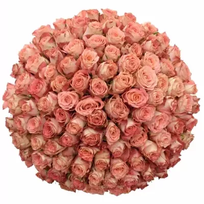 Kytice 100 růžových růží PINK SILK 40cm