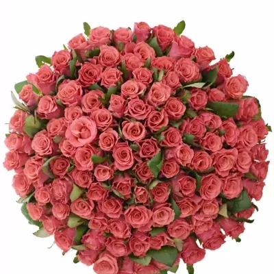 Kytice 100 růžových růží PINK TACAZZI+ 80cm