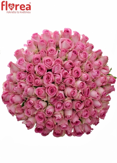 Kytice 100 růžových růží REVIVAL 50cm