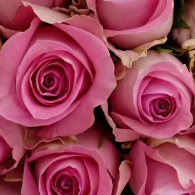 Kytice 100 růžových růží REVIVAL 60cm