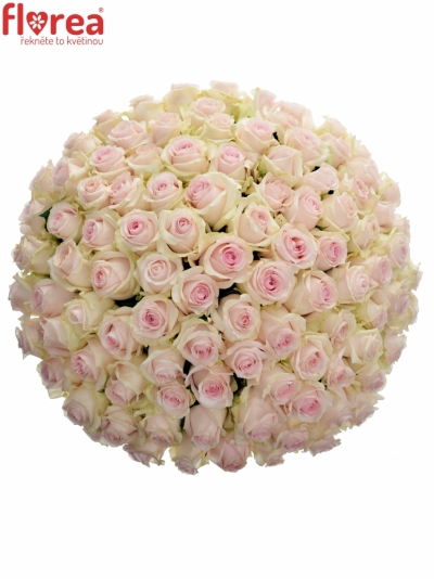 Kytice 100 růžových růží REVIVAL SWEET 60cm