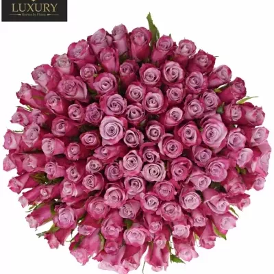 Kytice 100 luxusních růží ROCKFIRE 60 cm