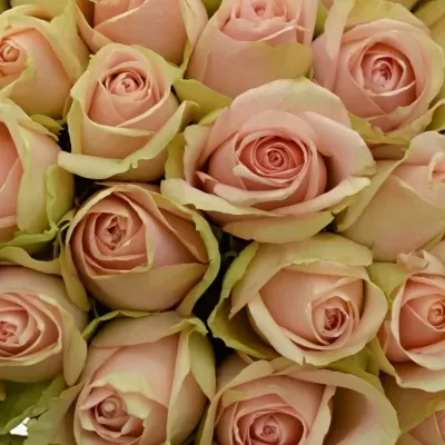 Kytice 100 růžových růží ROYAL PINK 40cm