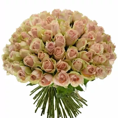 Kytice 100 růžových růží ROYAL PINK 40cm