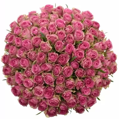 Kytice 100 růžových růží SHIARY 60cm 