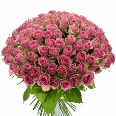 Kytice 100 růžových růží SHIARY 50cm 