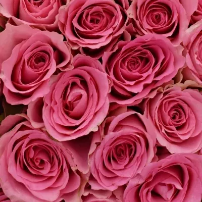 Kytice 100 růžových růží SMOOTHIE 60cm