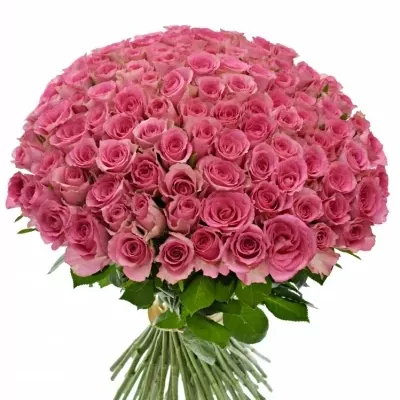 Kytice 100 růžových růží SMOOTHIE 60cm
