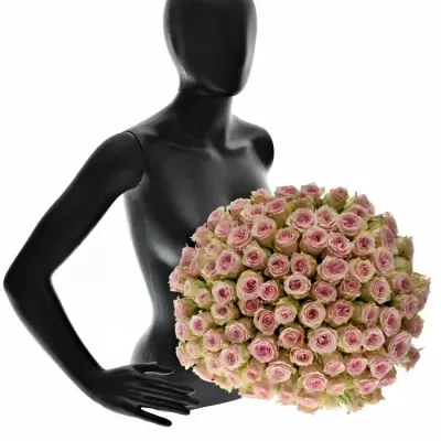 Kytice 100 růžových růží SUDOKU 50 cm