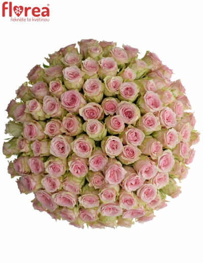 Kytice 100 růžových růží SUDOKU 50 cm