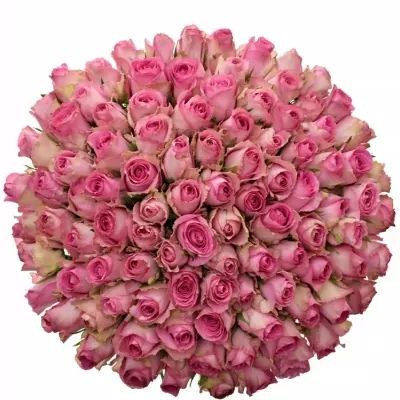 Kytice 100 růžových růží SUPREME+ 50cm