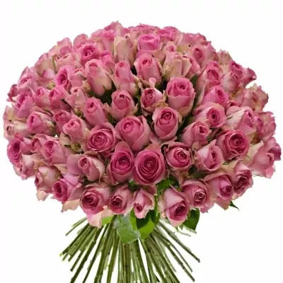 Kytice 100 růžových růží SUPREME+ 50cm