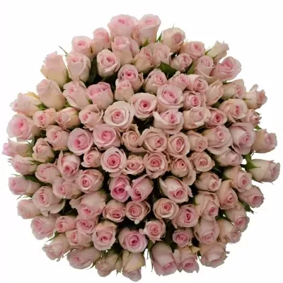 Kytice 100 růžových růží SWEET AKITO 60cm