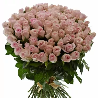 Kytice 100 růžových růží SWEET AKITO 50cm