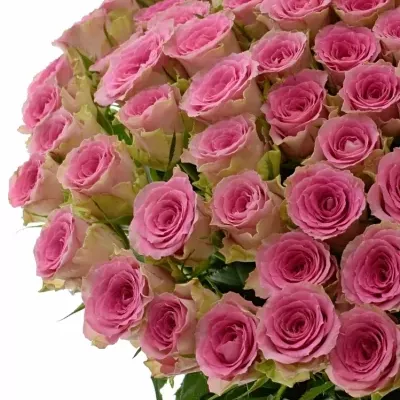Kytice 100 růžových růží TIMES SQUARE 50cm